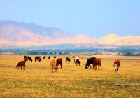 北京発赤峰周辺草原・紅山文化・高原湖観光2泊3日間