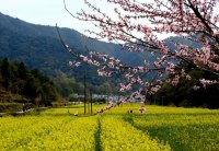 世界遺産黄山＆菜の花の郷ブ源＆千年陶磁古都景徳鎮2泊3日間