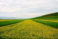 西寧発門源菜の花、祁連山牧場1泊2日間