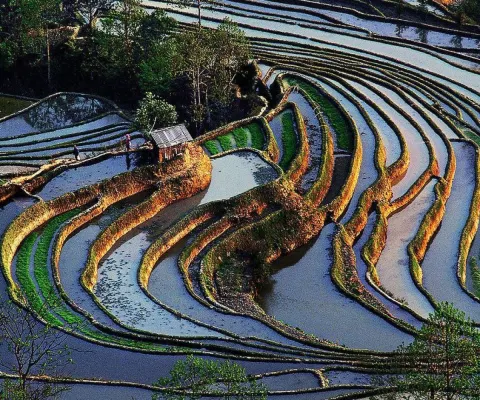 元陽
