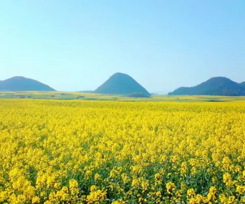 羅平多依河風景区