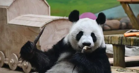 鞍山動物園