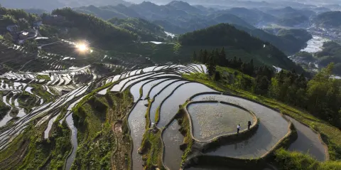 紫鵲界棚田