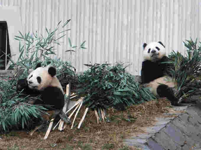 大熊猫苑panda1.jpg