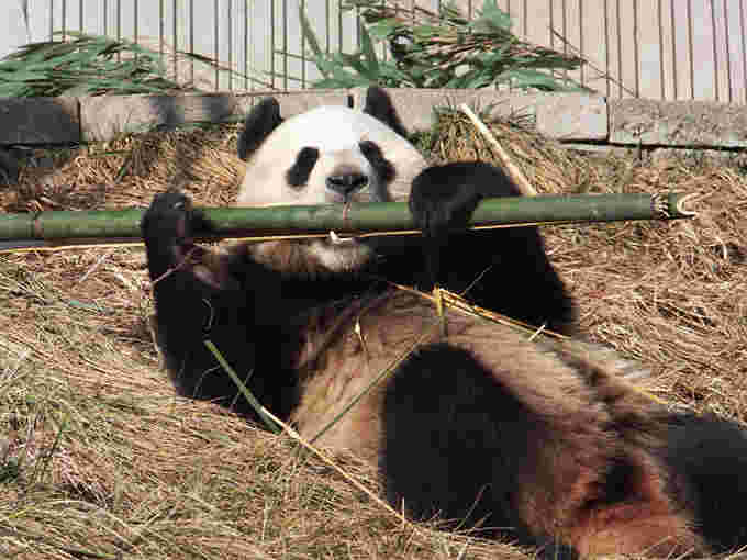 大熊猫苑panda2.jpg