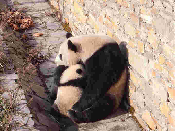 大熊猫苑panda3.jpg
