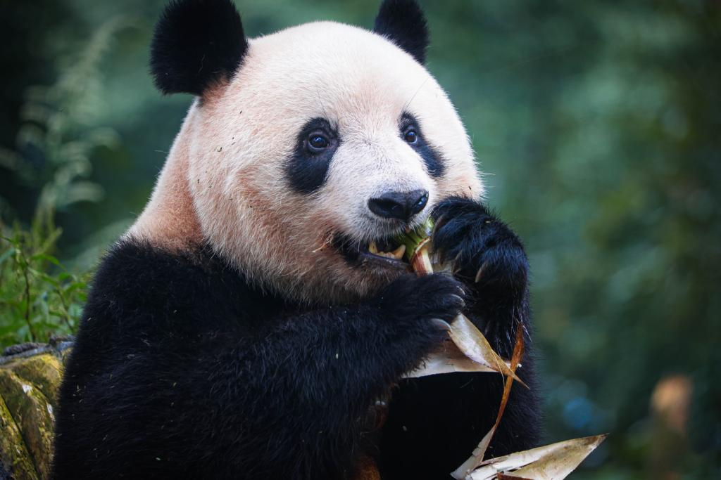 タケノコを食べるシャンシャン