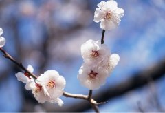 開花