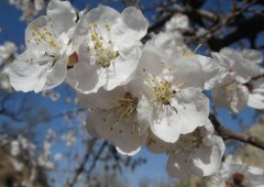 梨の花