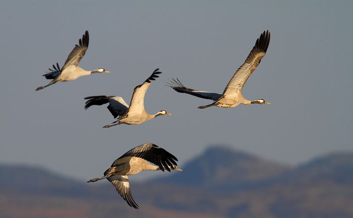 渡り鳥が鄱陽湖へ集まってくる 旅情中国